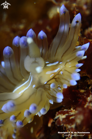 A Janolus cristatus | Nudi