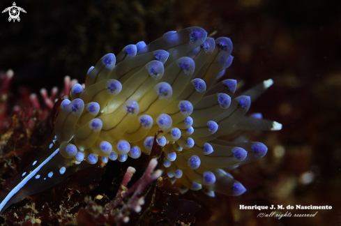 A Janolus cristatus | Nudi