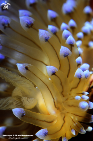 A Janolus cristatus | Nudi