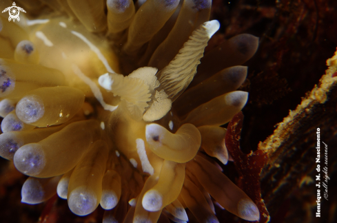 A Janolus cristatus | Nudi