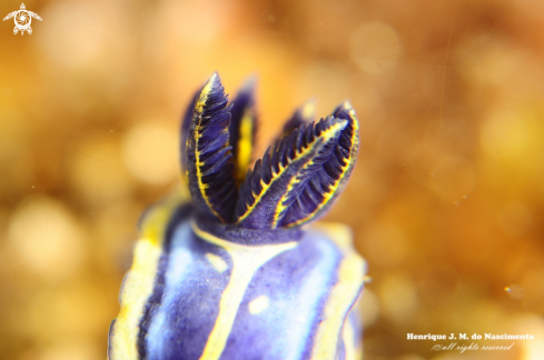 A Felimare fontandraui | nudi