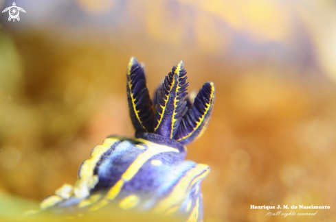 A nudi