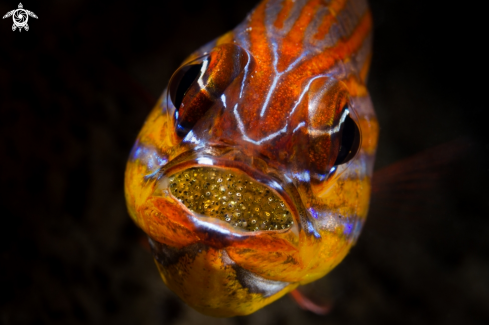 A cardinal fish