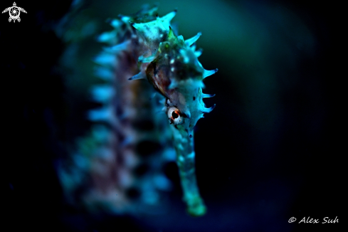 A Seahorse 