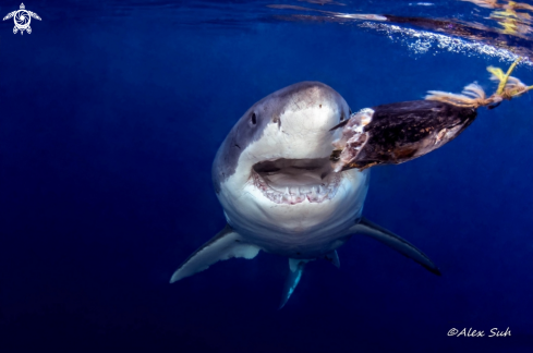 A Great White Shark 