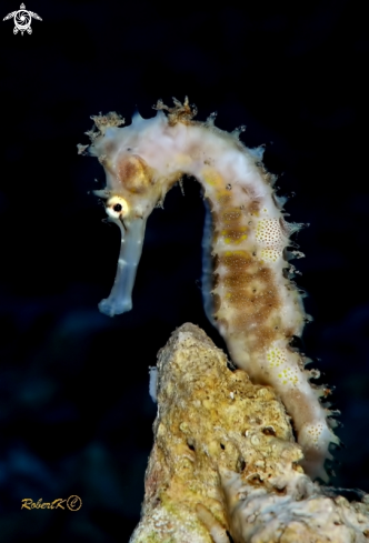 A Sea horse