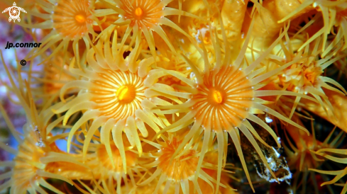 A Parazoanthus axinellae | Anémone encroûtante jaune