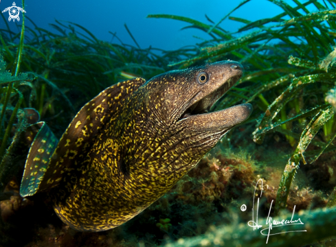 A Muraena helena | Murena