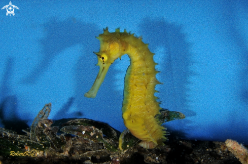 A Sea horse