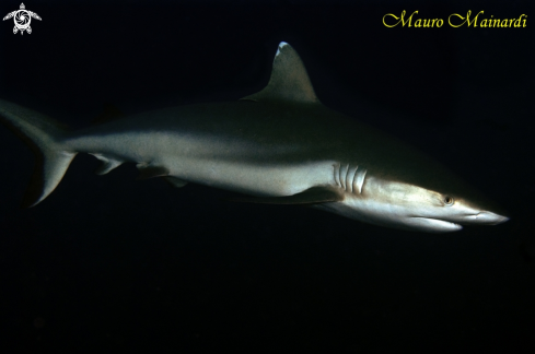 A Carcharhinus amblyrhynchos | Grey shark