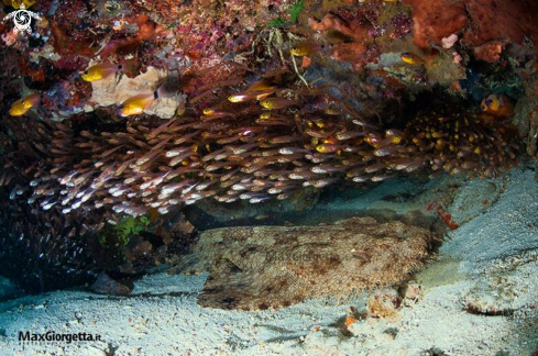 A wobbegon shark