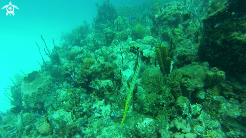 A Cornetfish