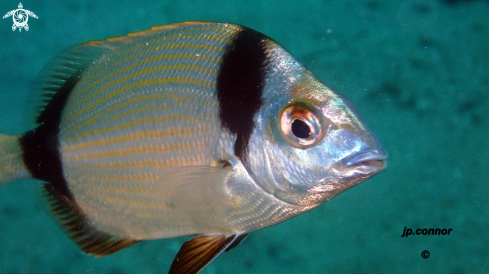 A Diplodus vulgaris | Sar a tête noire