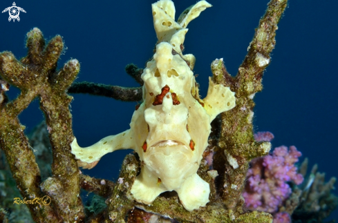 A Frogfish