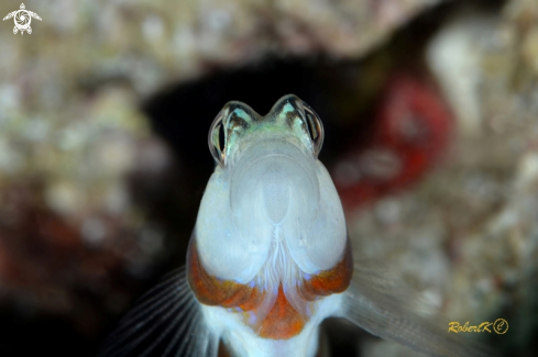 A  prawn-goby