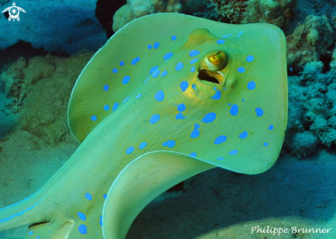 A Blue spotted stingray