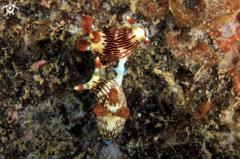 A Nudibranchia