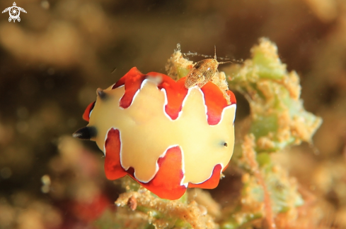 A Nudibranchia