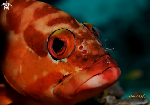 A Grouper & cleaning shrimp