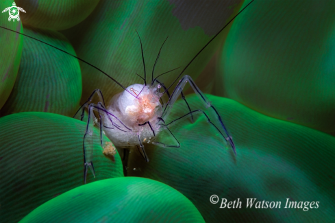 A Bubble Shrimp on Bubble Coral