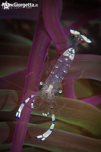 A Ancylomenes sarasvati