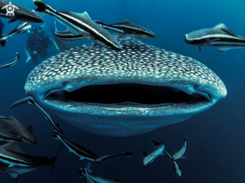 A Whale Shark