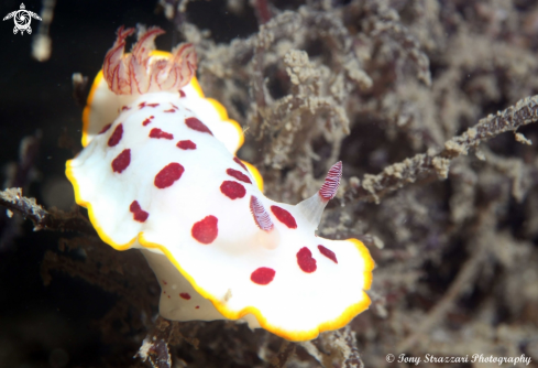 A Chromodoris splendida | Splendid Chromodoris)