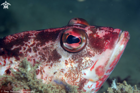 A Hypoplectrodes nigroruber | Banded Sea-perch