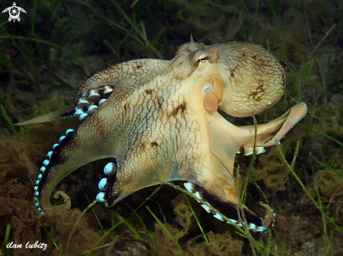 A Amphioctopus marginatus | Octopus