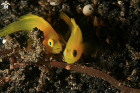 A reef fish