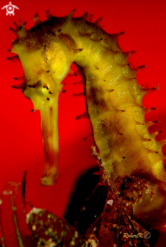 A Sea Horse