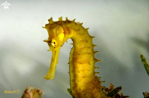 A Sea Horse