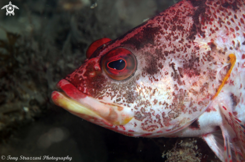 A Hypoplectrodes nigroruber | Banded Seaperch