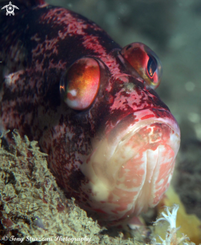 A Hypoplectrodes nigroruber | Banded Seaperch