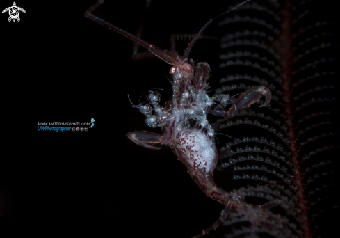 A skeleton shrimp