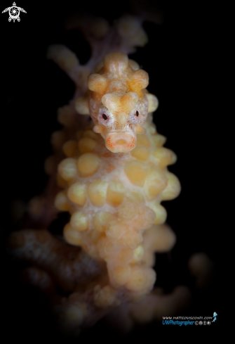 A pigmy seahorse