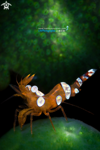 A Thor amboinensis | sexy shrimp