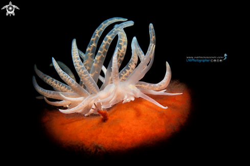 A flabellina