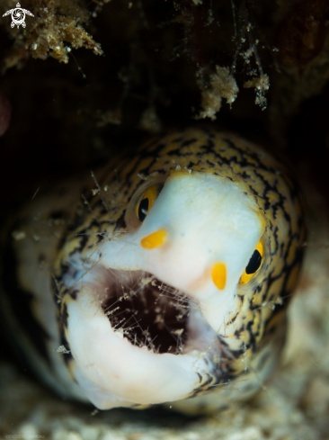 A Snowflake Moray