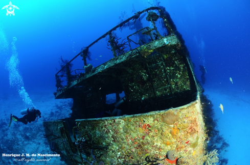 A Homo sapiens | Just enjoy the beauty of Diving