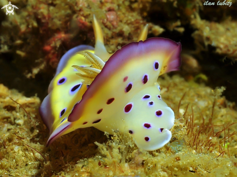 A nudibranch