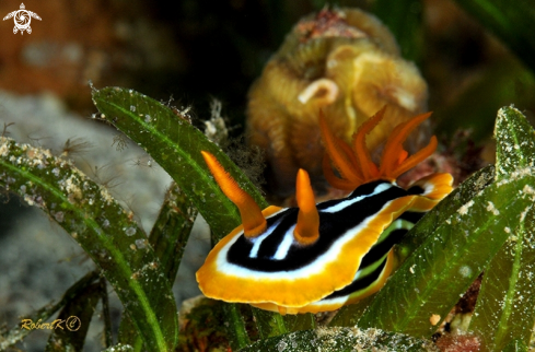 A nudibranch