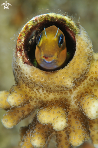 A Blenny