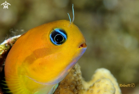 A blenny