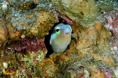 A blenny