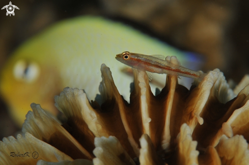 A goby