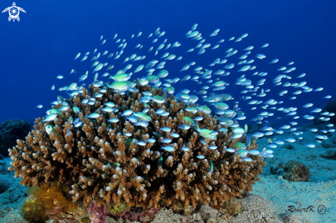 A Blue-green Damselfish