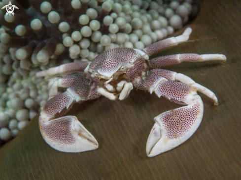 A Neopetrolisthes Maculatus | Porcelain crab