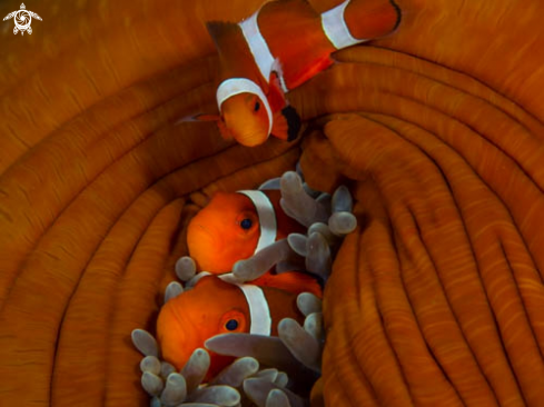 A amphiprion | amphiprion