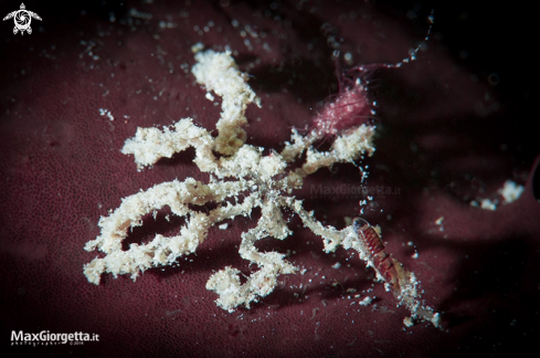 A sea spider with isopod